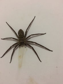 家里的蜘蛛有毒吗 