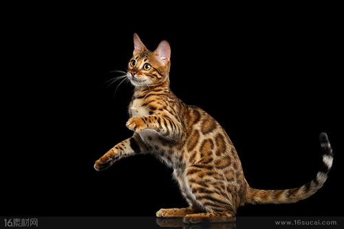 正在玩耍的豹纹猫咪高清摄影图片