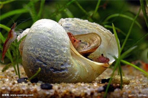 水蜗牛是怎么繁殖的 