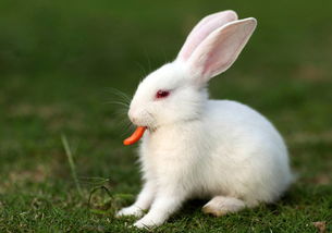 真实兔子红眼睛照片 