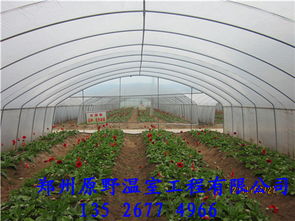 蔬菜大棚 草莓大棚建造案例价格 蔬菜大棚 草莓大棚建造案例型号规格 