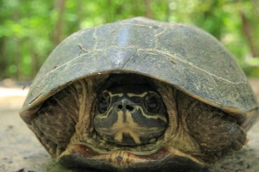 亚洲巨龟两年能长多大？