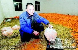 武汉28名农民工薪酬难领 人均摊派销售万斤柑橘 