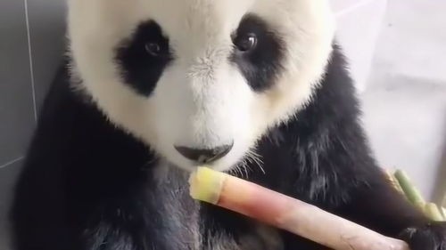 熊猫吃竹子一脸非常认真的样子,没想到你这么可爱,真想把它领回家 