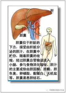 人体各部位 各器官的作用及病理分析 77张图文