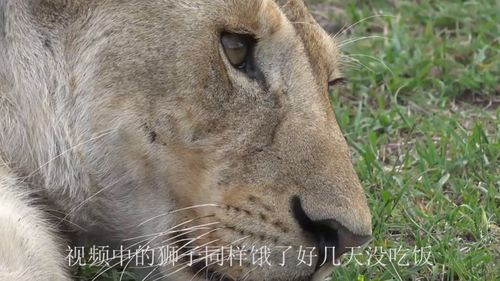 500斤狮子饿急眼了猎杀小野猪,场面一度失控,镜头记录下全过程 