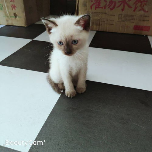 表情 可爱的暹罗猫 信息详情 表情 