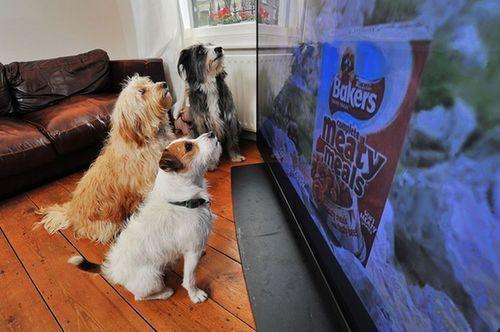 动物会看电视吗为什么有的小狗看电视还很认真(狗看的见电视吗)