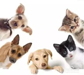 猫猫狗狗如何预防和治疗细小病毒
