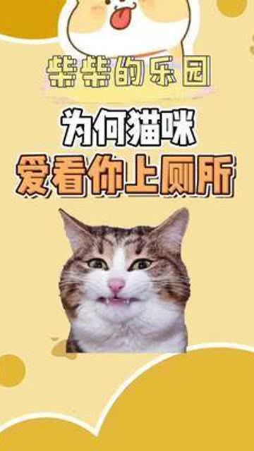 猫咪看你上厕所 猫 冷知识 