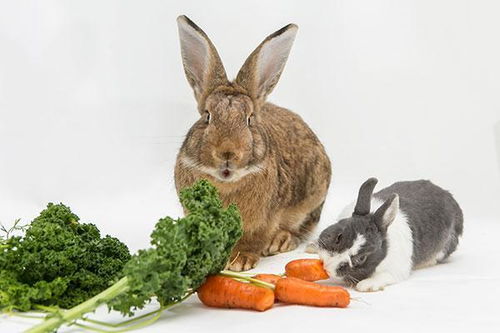 小白兔吃红萝卜拉屎臭嘛