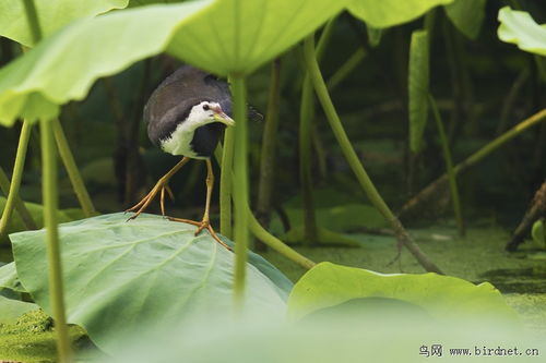 天生质丽,何谓苦恶 引自大雁 