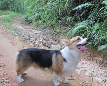 柯基犬价格那么高，值得入手吗有什么优缺点