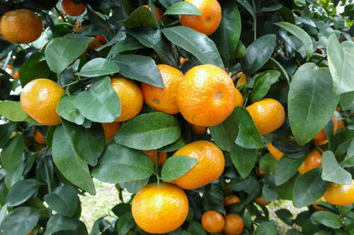 5月份成熟的柑橘新品种 柑橘最好的三大品种