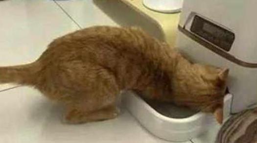 猫咪趴在自动喂食器前伸爪子不停地掏, 哎,人家还没吃饱呢