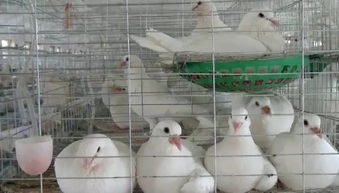 肉鸽繁殖饲养三阶段及注意事项 