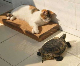 小猫被乌龟照顾长大,如今仍喜欢趴在龟背上休息,彼此和谐相处