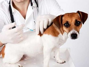 狗狗打疫苗,普通的就行,多少钱 要打几针 