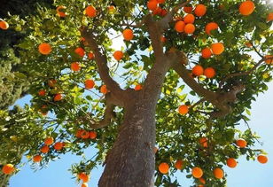橘子树风水(橘子的日常生活)