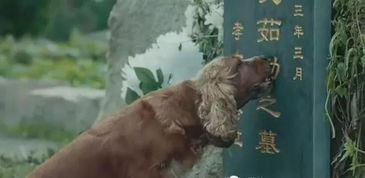 这条狗把我看哭了,坐在主人坟墓前舔着墓碑流泪