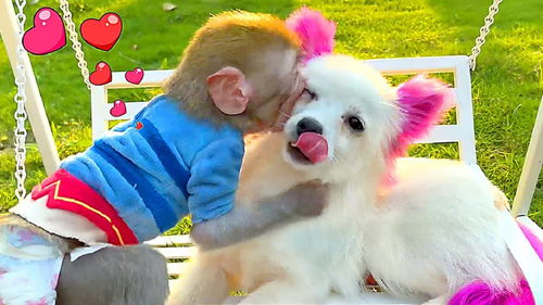 小猴子和小白兔 狗狗交朋友 