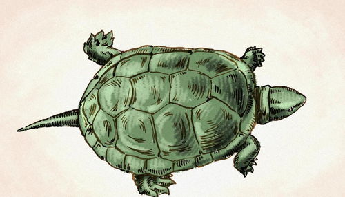 乌龟冬眠怎么养 分3个阶段去养,再也不用担心乌龟过冬了