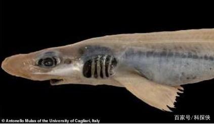 意大利海域出现 僵尸鲨鱼 ,既没皮肤也没牙齿,长相很怪异