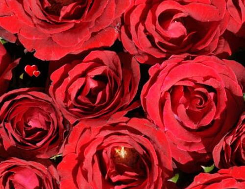 39朵玫瑰花花语代表什么意思 玫瑰花送几朵代表什么