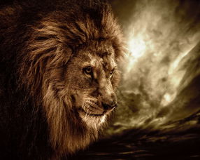 凶猛的狮子图片 第11张