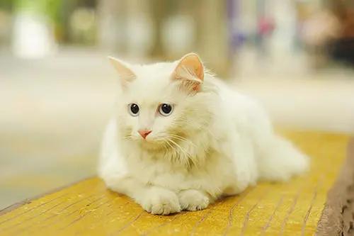 想养颜值高的长毛猫,可是布偶猫太贵 其实中国大白猫一点也不差