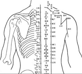 中医穴位知识