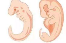 胎芽胎心 会在孕几周出现 若在这个周数前,胎儿发育就算正常