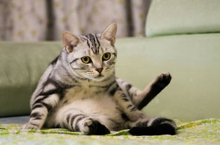 美洲短毛虎纹猫,美国最好的猫品种之一