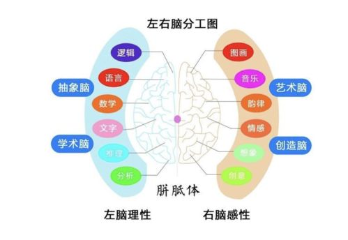 孩子有这3种表现,说明右脑很发达,好好栽培将来容易成为学霸