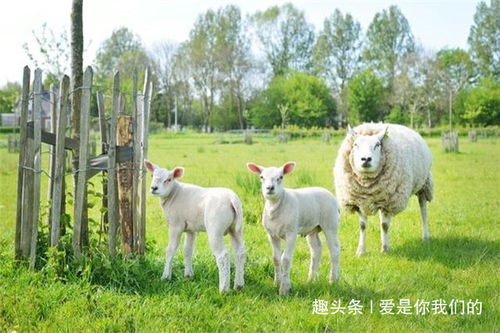 大羊小羊的终生命运,尤其是67年和79年的,你看看准不准