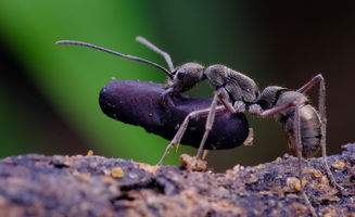 聚纹双刺猛蚁
