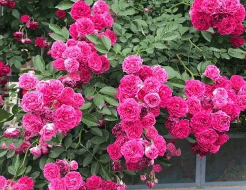 蔷薇花花语和寓意象征着什么意思