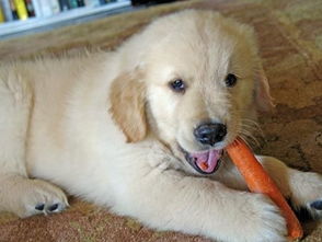 狗狗吃胡萝卜好吗,要怎么喂 狗吃胡萝卜会中毒吗