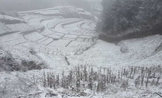 提醒 我们可能遇到了 假春天 重庆部分地区还下雪了 