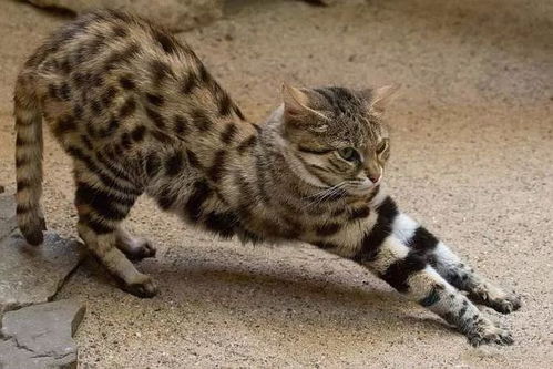 地表战力最强的小猫咪 非洲黑足猫,看起来却是蠢萌蠢萌的