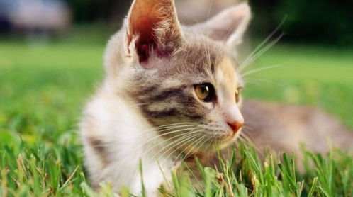 你家的猫咪是否到处大小便 教你如何训练猫定点大小便