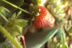 阳台种草莓的方法与技巧
