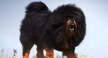 中国十大 猛犬 个个凶猛无比,藏獒也只能屈居第二