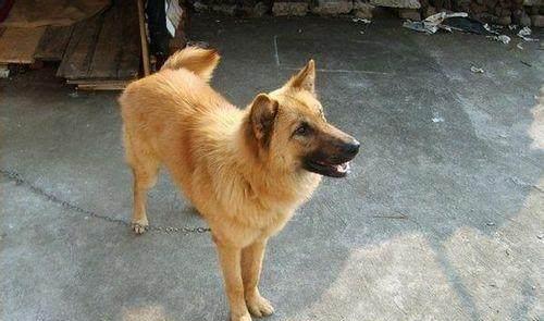 中国10大最值得养的本土犬,中华田园犬榜首,你最喜欢哪个
