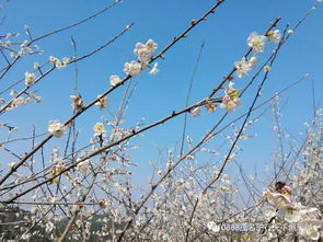 桌面花篮点缀怎么弄好看 橙面点缀盘艺方法