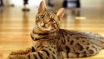 孟买猫多少钱一只，纯种？