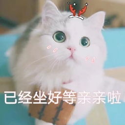 撒娇专用猫咪表情包