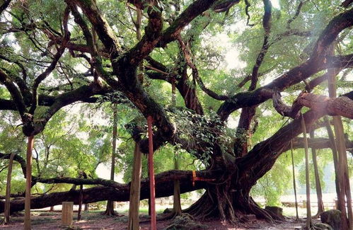 中国的五大名树,每一棵树都历史悠久 十分珍贵