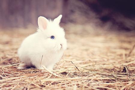 兔子的眼睛是什么颜色,兔子的眼睛是什么颜色的英语