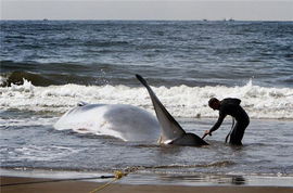 巨型鲸鱼搁浅旧金山海滩 救援人员抢救无效死亡 